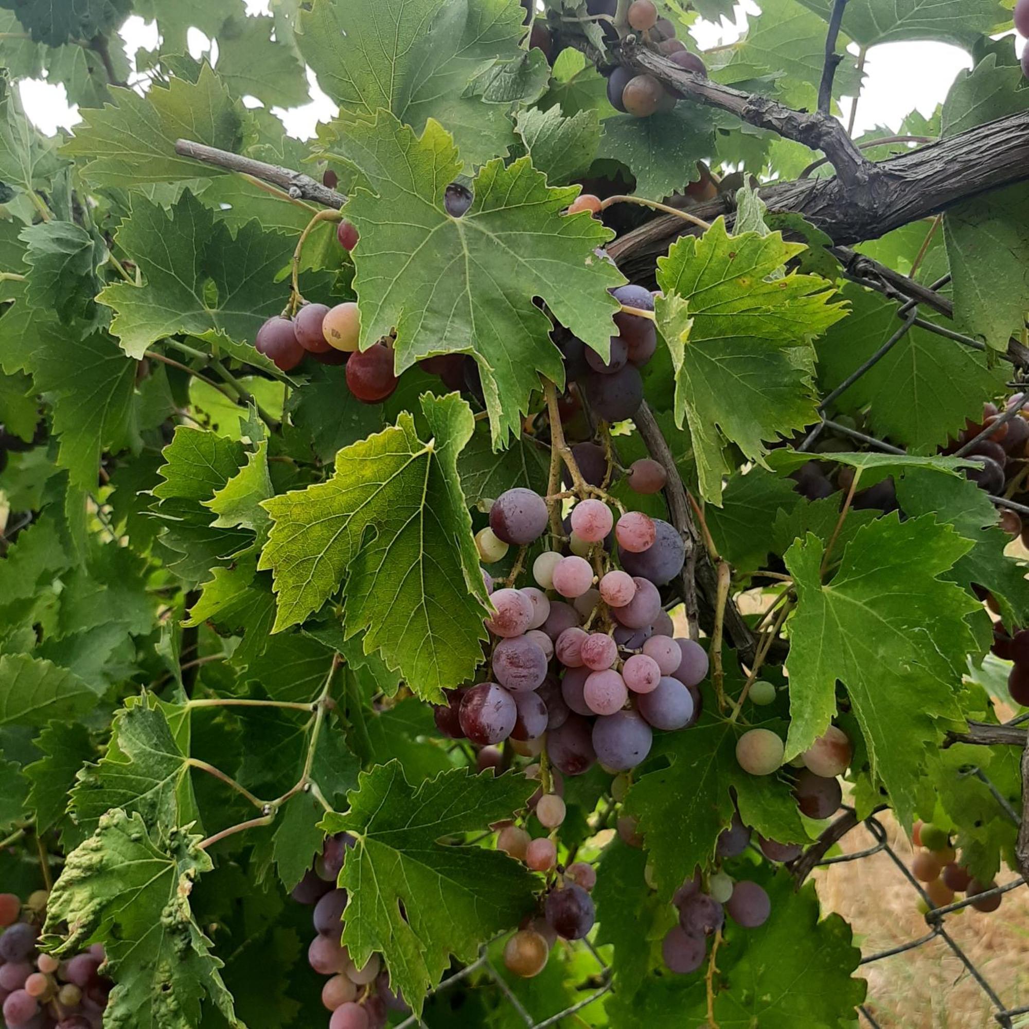 Ligaria Αρχοντικό Παπανικολάου别墅 外观 照片