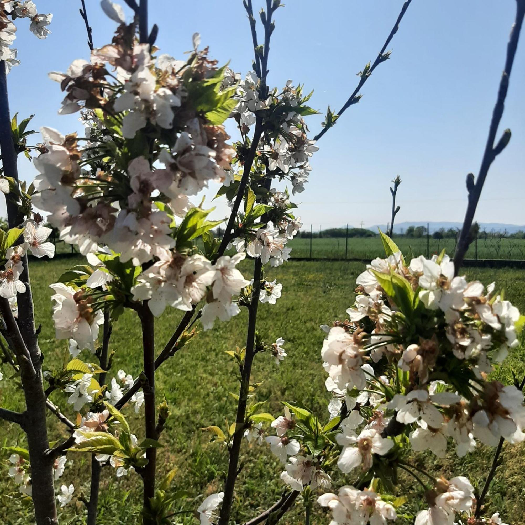 Ligaria Αρχοντικό Παπανικολάου别墅 外观 照片
