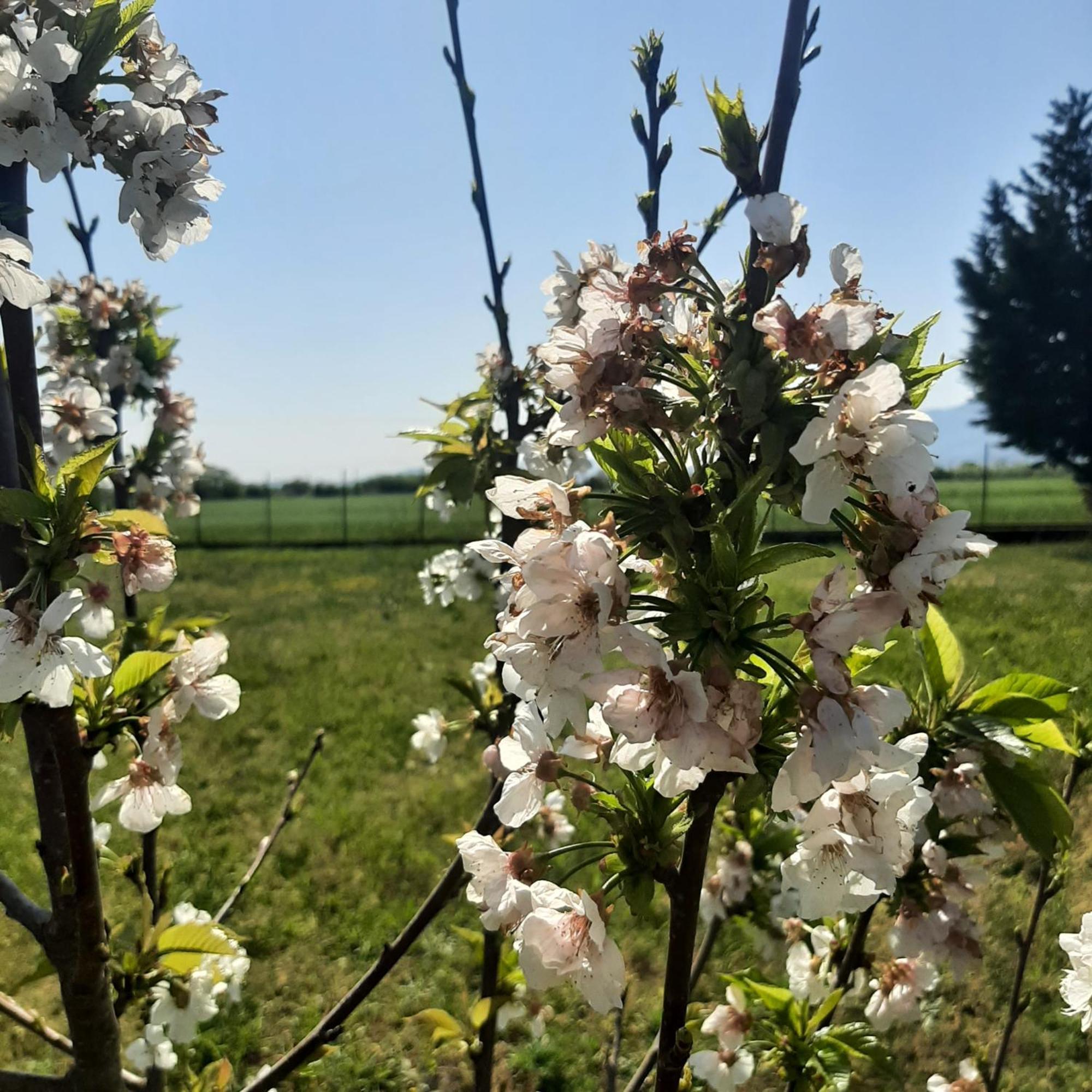 Ligaria Αρχοντικό Παπανικολάου别墅 外观 照片