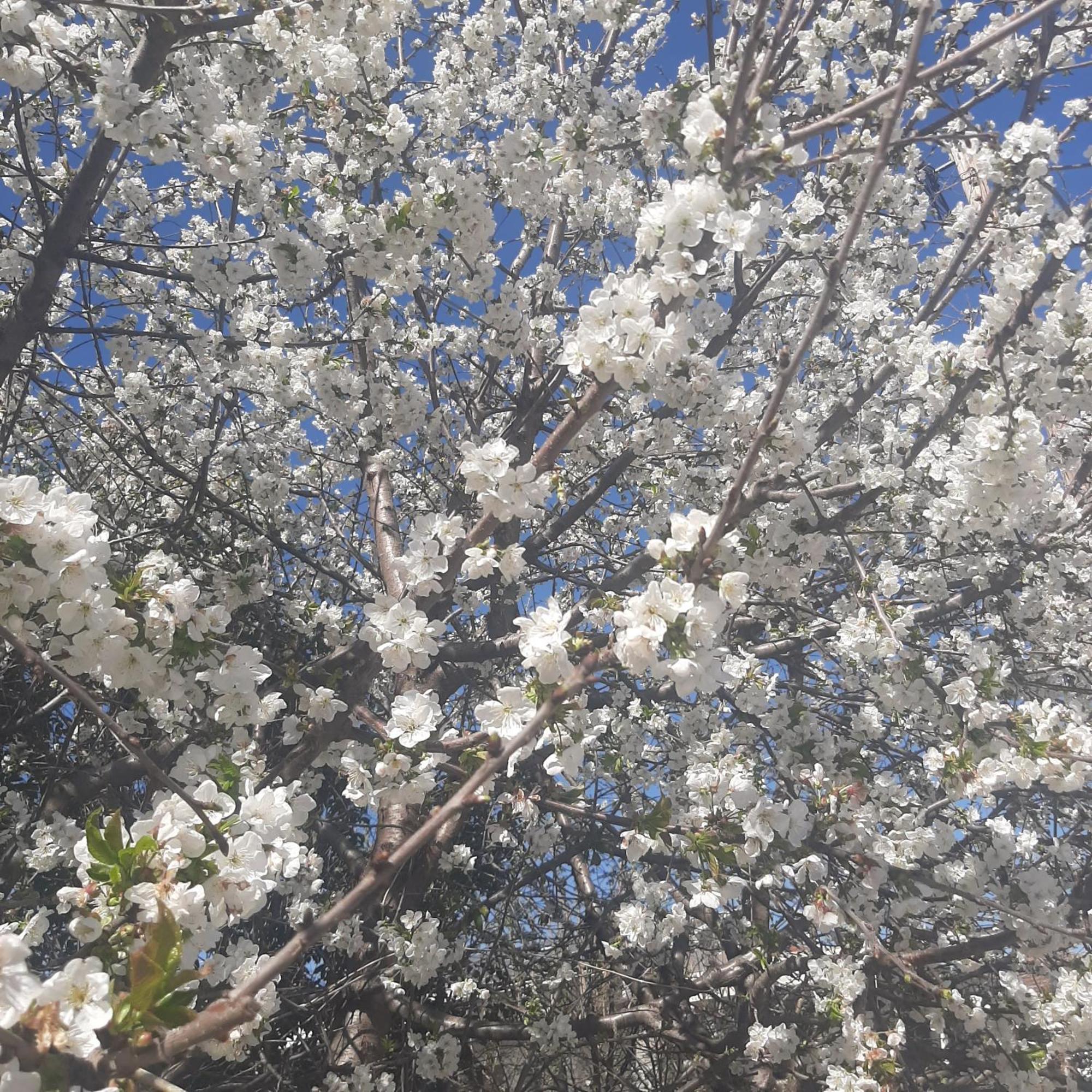 Ligaria Αρχοντικό Παπανικολάου别墅 外观 照片