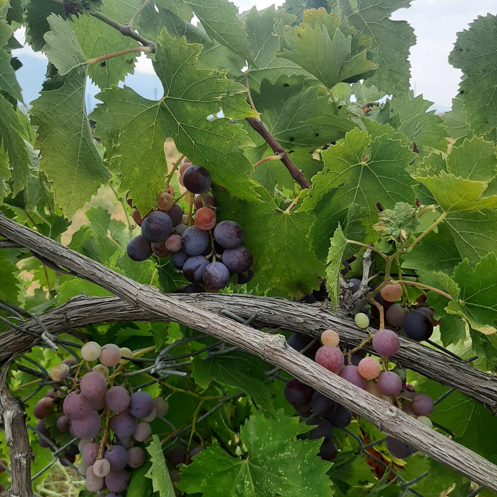Ligaria Αρχοντικό Παπανικολάου别墅 外观 照片